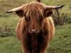 Shetland Cow Scotland